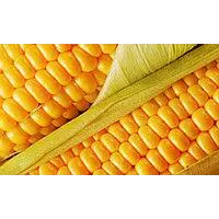 Насіння кукурудзи ПР39Р20 ФАО 290