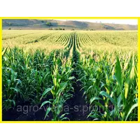 Ранньостиглий, тривалість кукурудзи "ЛАТІЗАНА"